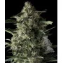 Galaxy CBD Feminised